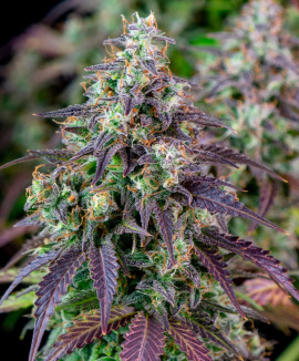 Северное сияние сорт марихуаны описание инструкция по выращивание марихуаны